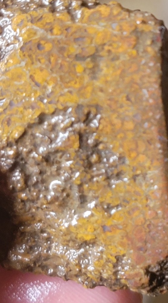 2.78 Lbs Agitized Dino Bone Smalls