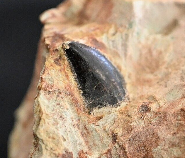Moroccan Theropod Tooth in Matrix