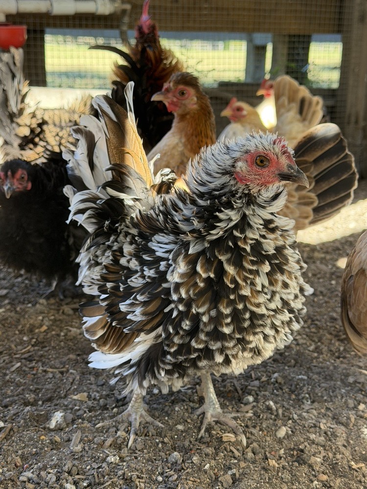 8 Serama Hatching eggs NPIP/AI and PT Clean