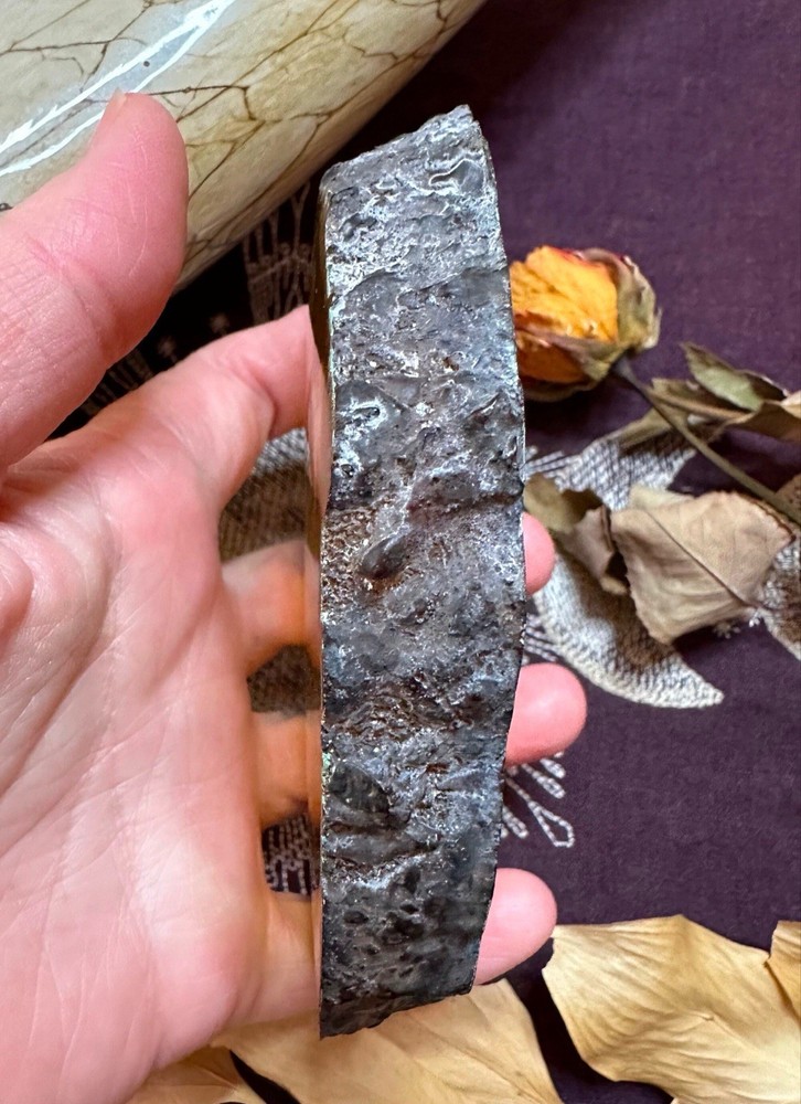 Real Cicada In Resin, Ethically Sourced, Witchcraft
