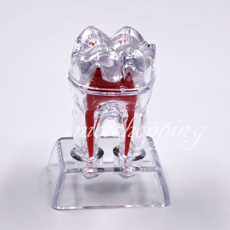 1x Dental Separable Crystal Base Hard Plastic Teeth model Tooth Molar Model