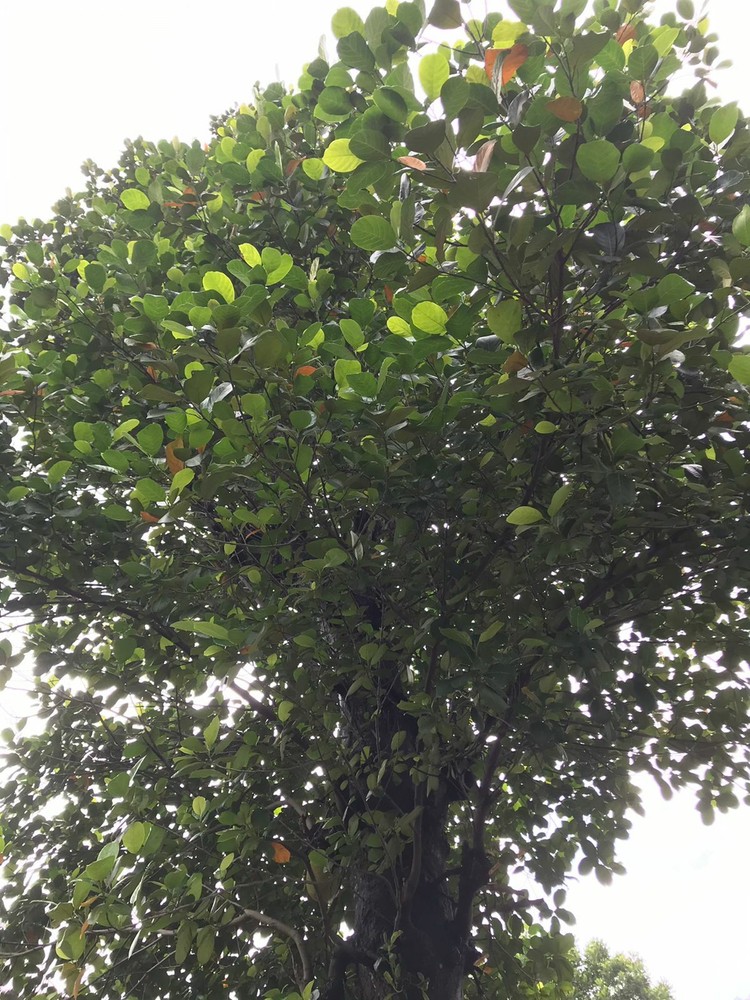Dried Jackfruit Leaves