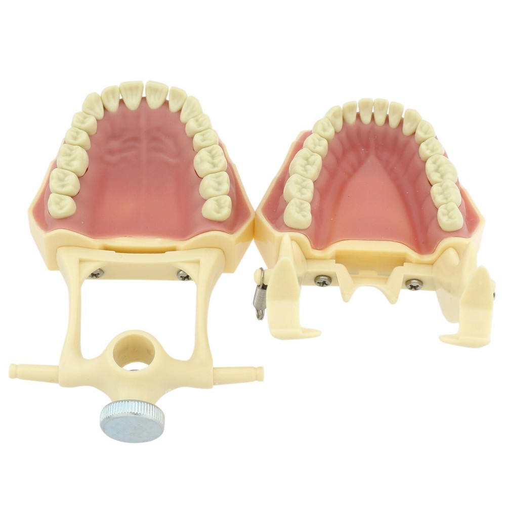 Dental Typodont Model Restorative 32pc Removable Marked Teeth M8014-2 Frasaco