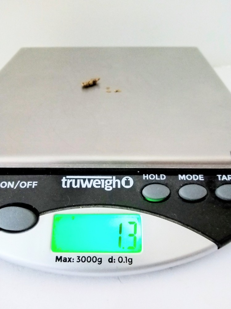 1.3 Grams Alaska Gold