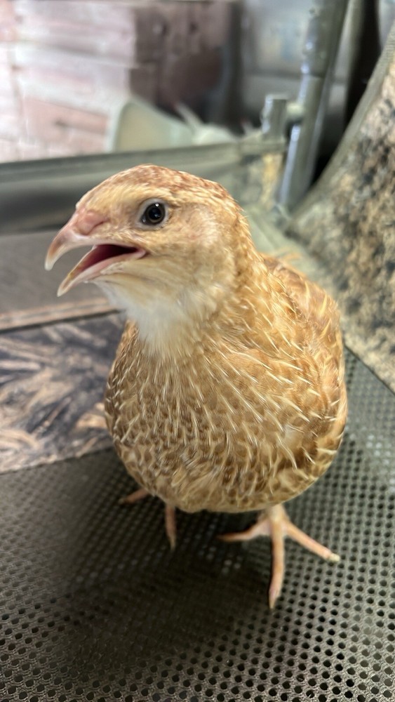 12+ count Ginger Quail Coturnix hatching eggs