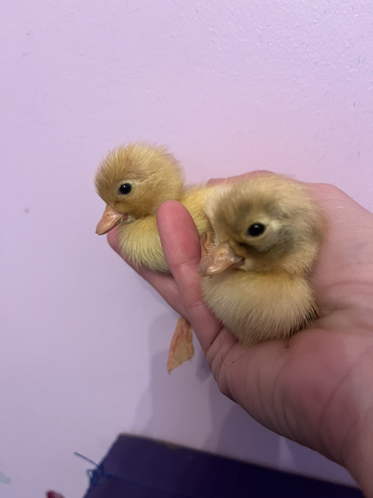 12 Call Duck Hatching Eggs.