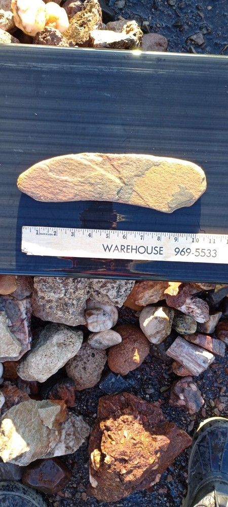 Dragonfly Wing Petrified Fossil Genuine