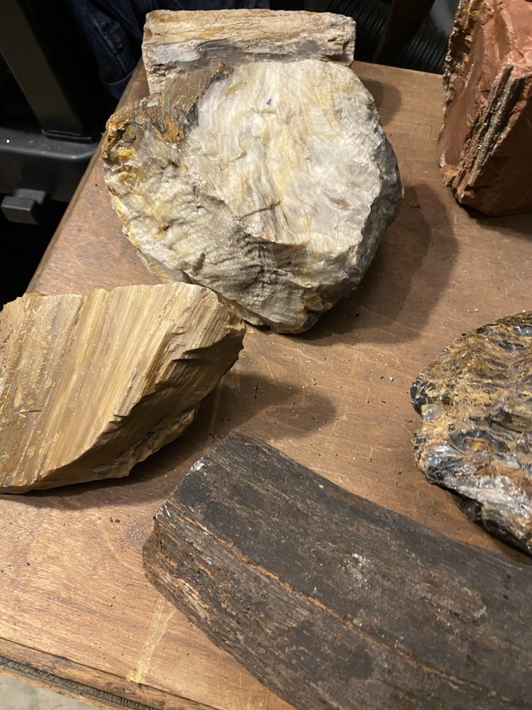Petrified Wood Collection