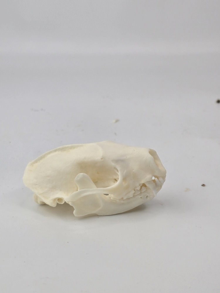 Real Striped Skunk Skull - Mephitis mephitis - American Sourced