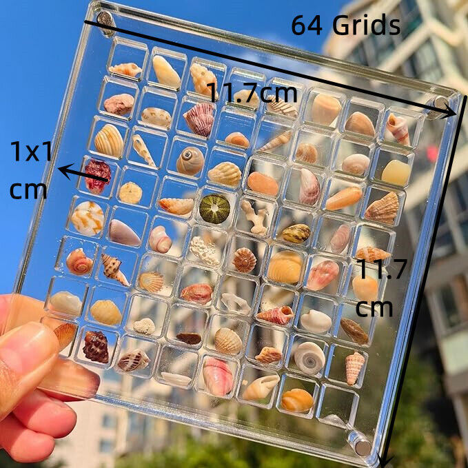 Acrylic Magnetic Seashell Display Box, 36/64/100 Grids Seashell Display Box