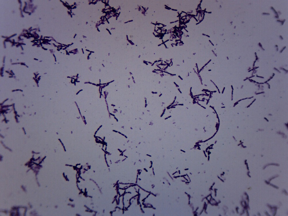 Azotobacter - Prepared Slide - 75x25mm - Eisco Labs