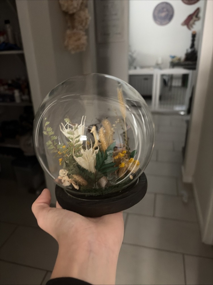 Vintage Collectable Butterfly Display