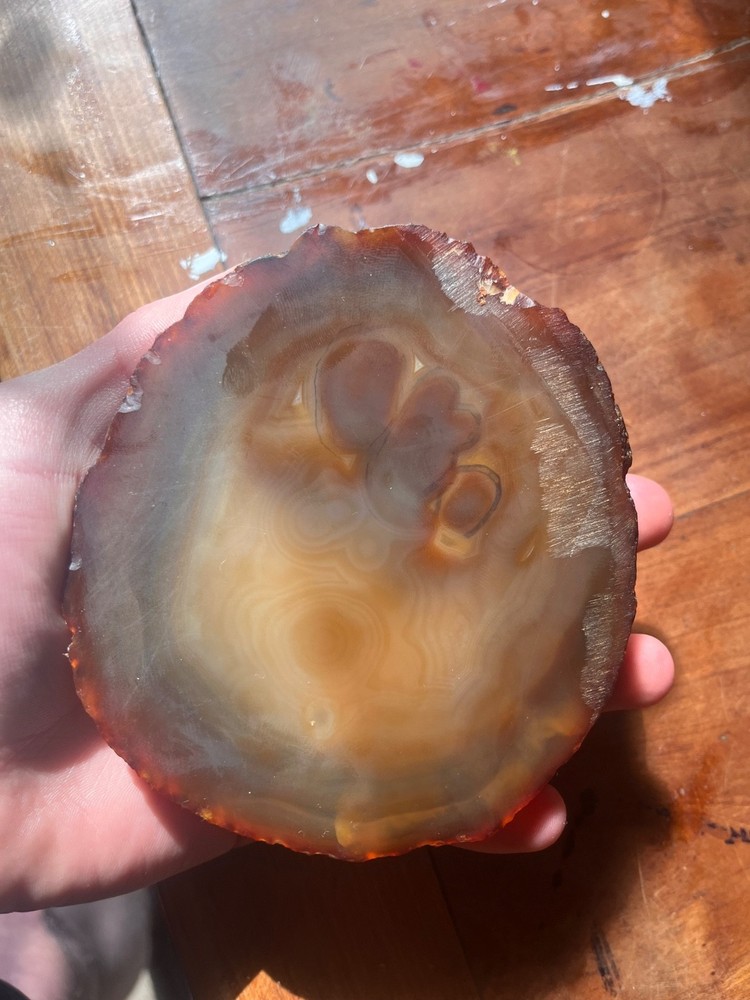 petrified wood