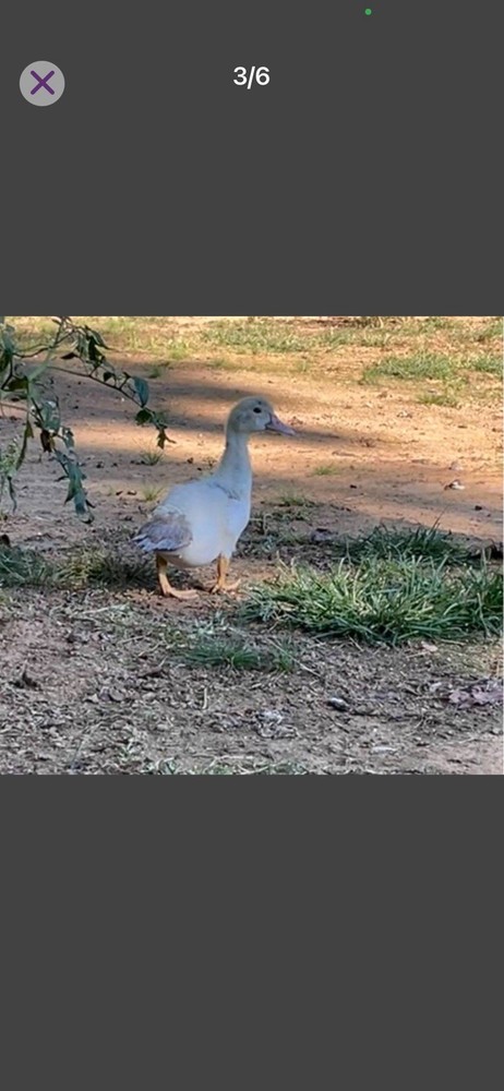 Muscovy Duck Hatching Eggs