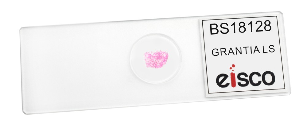 Grantia - Prepared Microscope Slide - 75x25mm - Eisco Labs