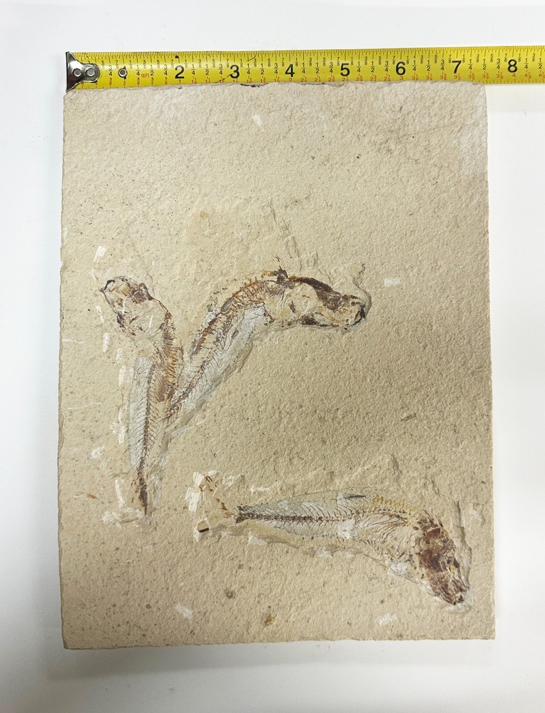 Fish fossil plate