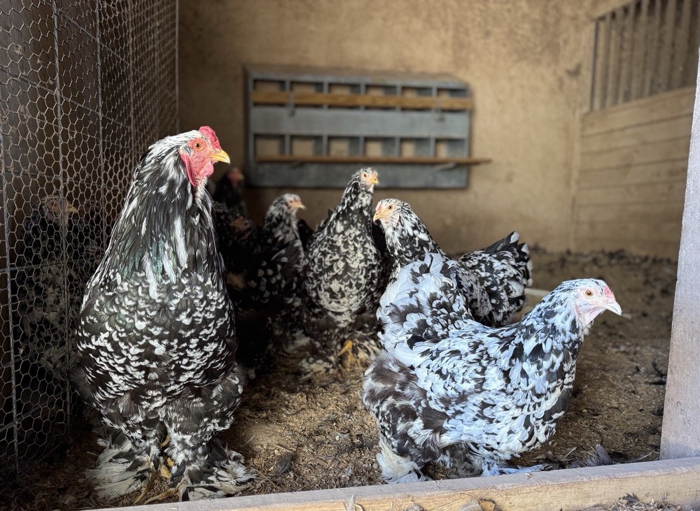 12++ MOTTLED Brahma Hatching Eggs