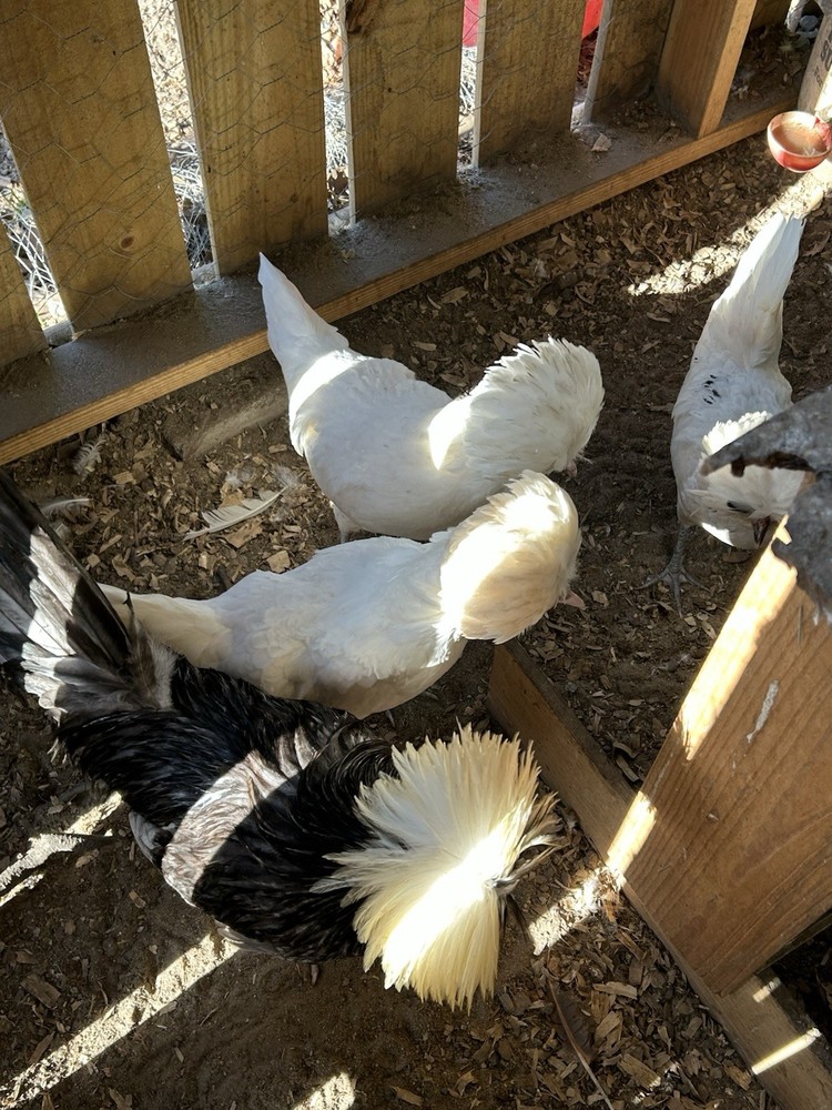 6 Polish Chicken White Crested Hatching Eggs