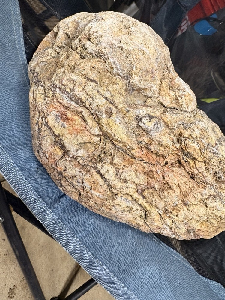 Crystallized Petrified Wood