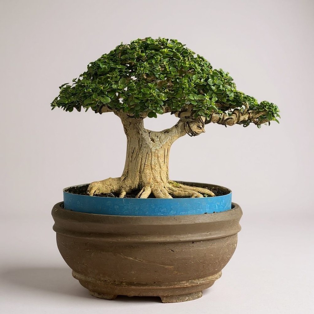 Bonsai Premna Microphylla | Bonsai Tree | Bonsai Small Tree