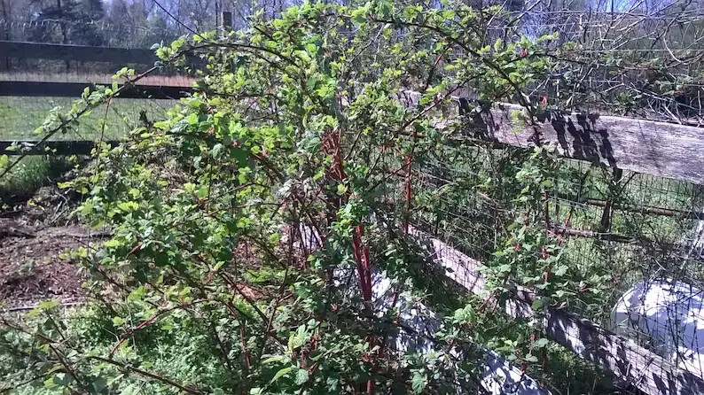 4 Fresh Wineberry Bush Plants - Bare Root Appalachian - Rubus phoenicolasius