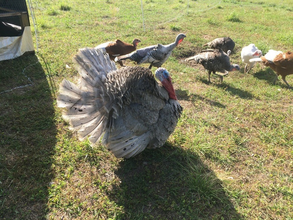 6 Heritage Breed Turkey Hatching Eggs. See Item Description For Breeds