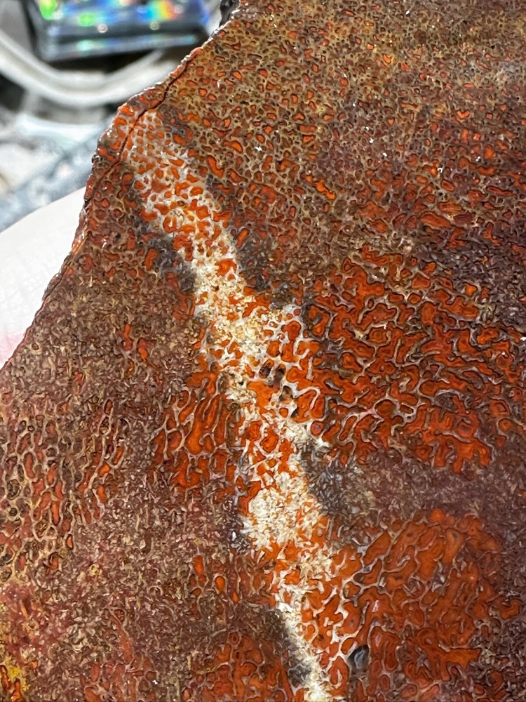 Dinosaur bone rough **hxtled large slab.
