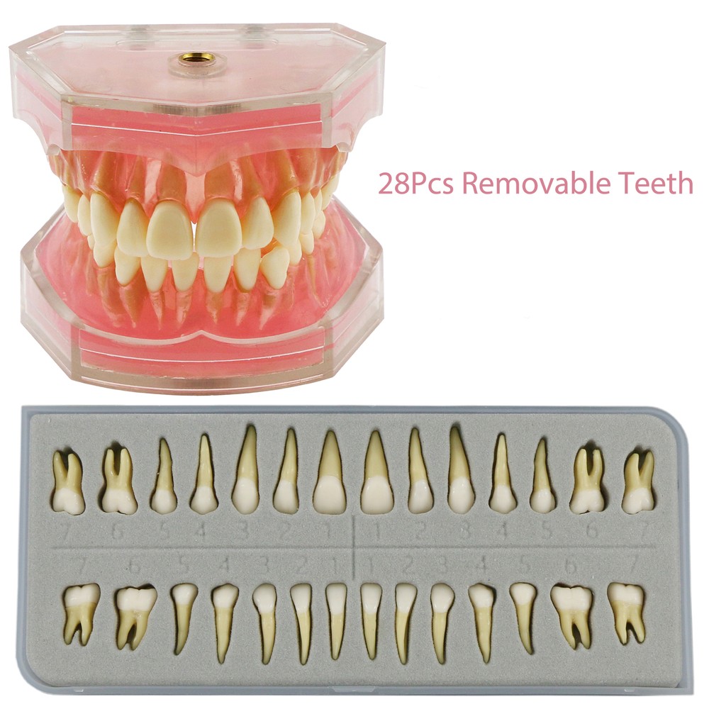 Dental Typodont Teeth Model Study Teach Demo Soft Gum Removable Teeth Standard