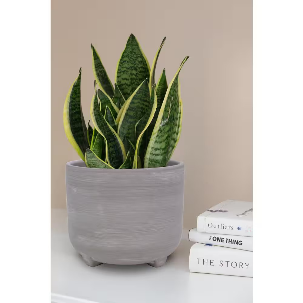 7 In. Ella Grey Ceramic Planter