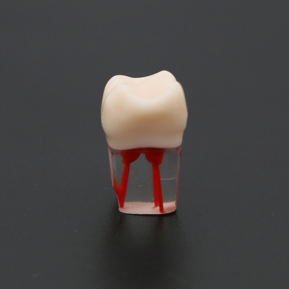 Dental Teeth Root Canal RCT Block Pulp Cavity Practice Model for Endo File Study