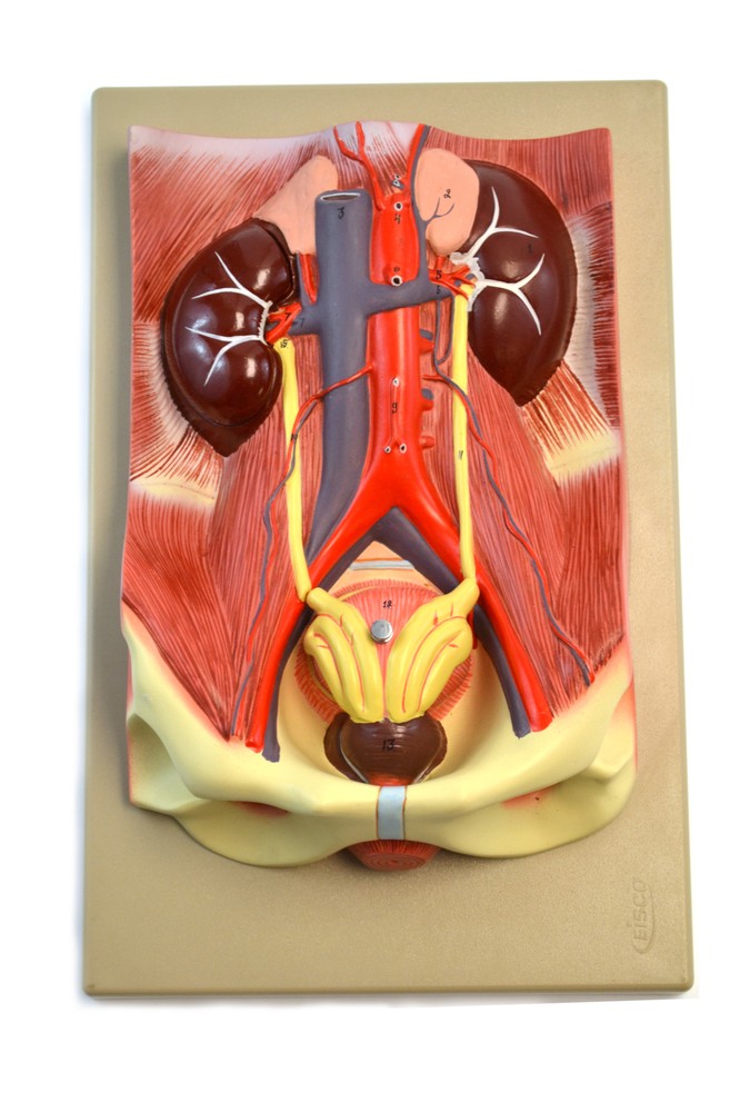 Eisco Labs Human Urinary Organs Model- 3 Parts