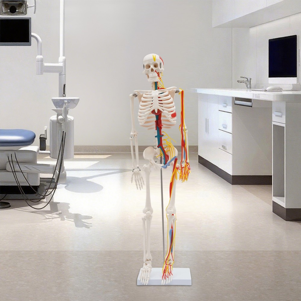 Human Skeleton Model Half Life Size Skeleton Replica For Human Anatomy Study 34"