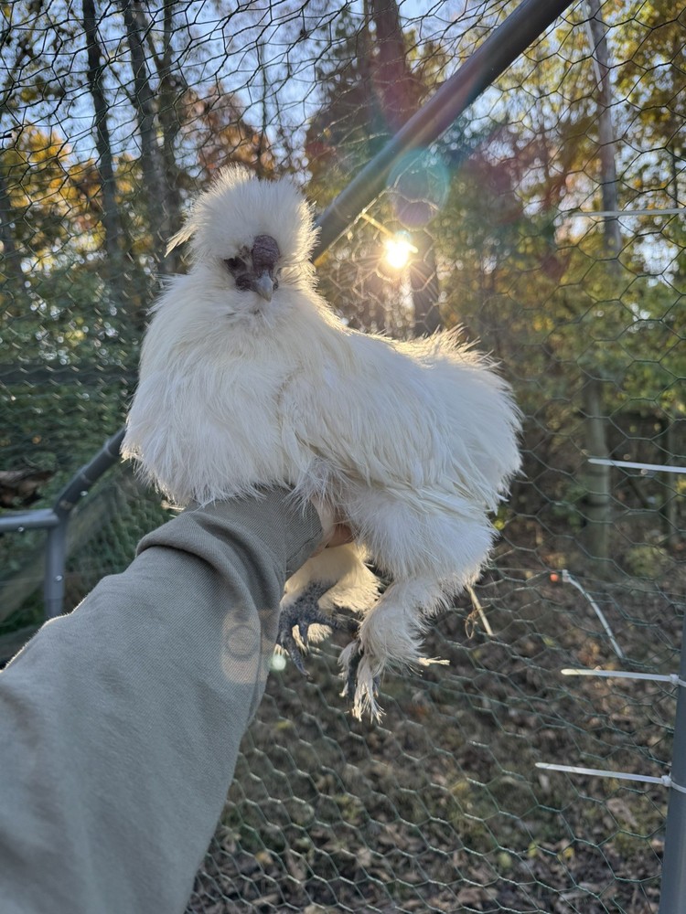 10 “Who’s Your Daddy?” Hatching Chicken Eggs 🤍