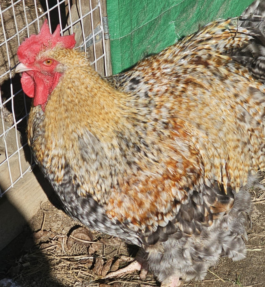 8+ English Crele orpington Hatching Eggs