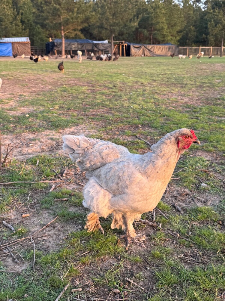 12 Mix Hatching Eggs (Rare Breeds)