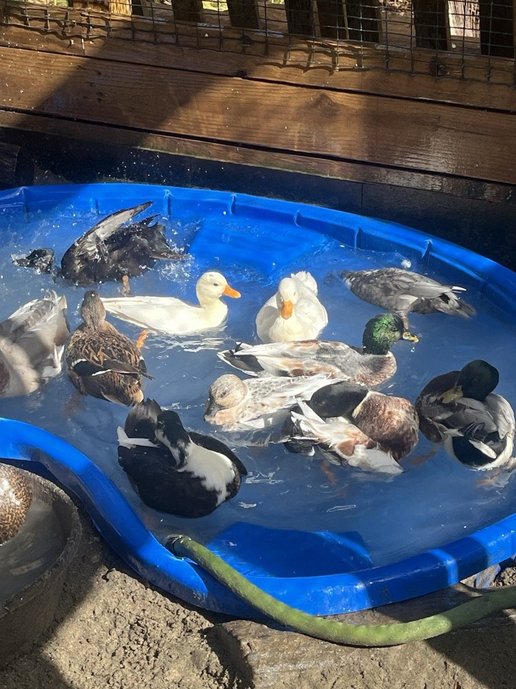 12 Call Duck Hatching Eggs.