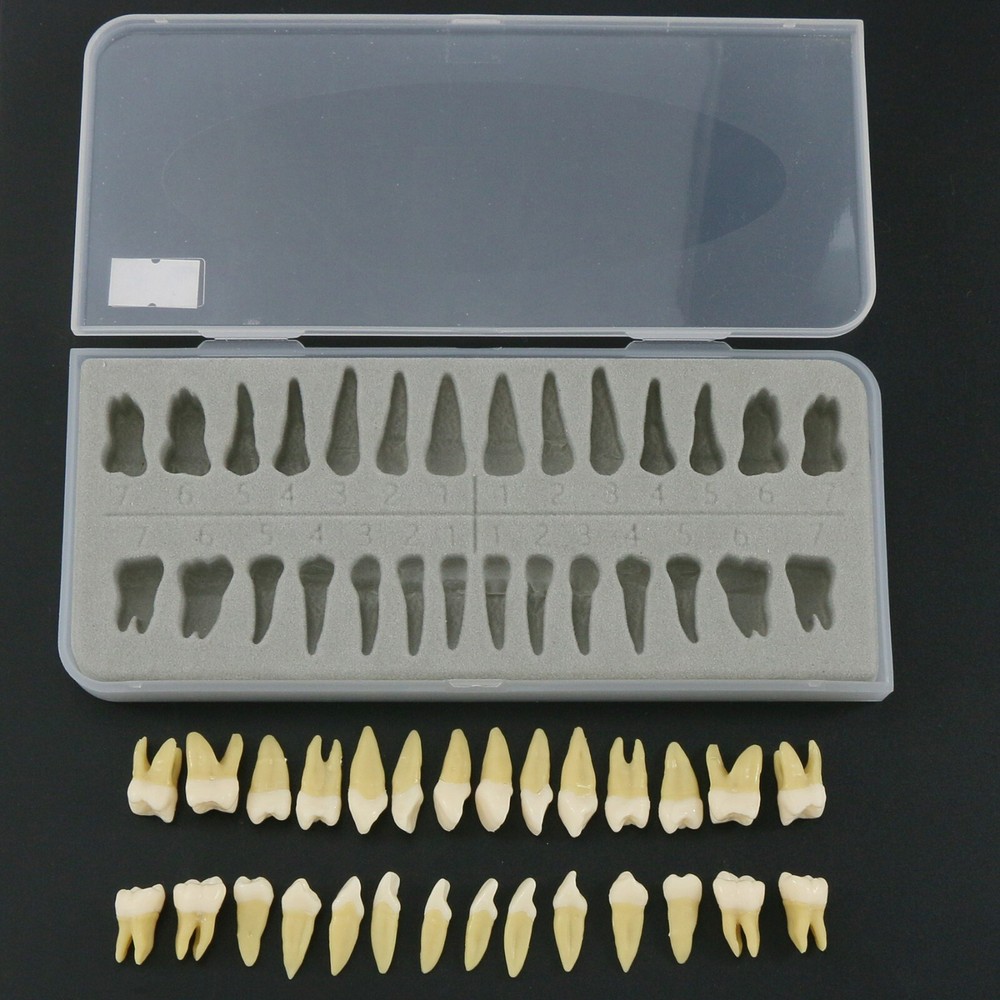 Dental Typodont Practice Removable Standard Teeth Model M7008 with Spare Teeth