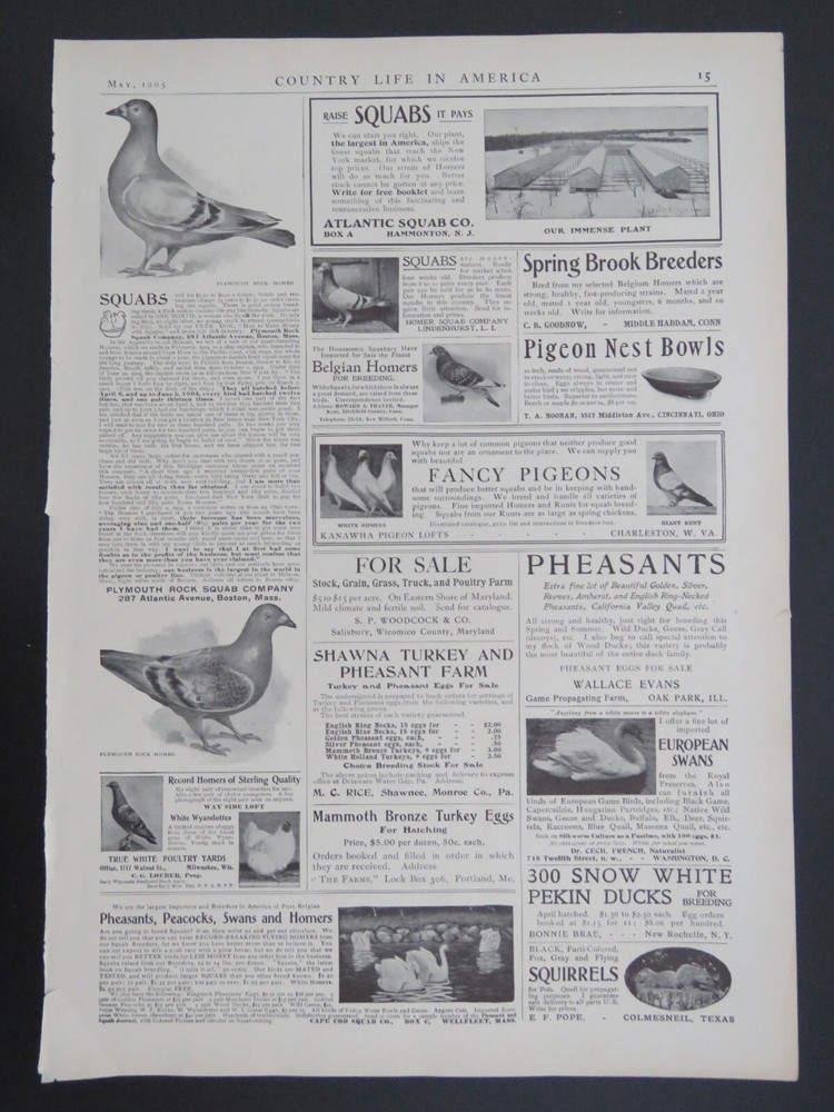 1905 B&W 9x13 Lithograph Studebaker Automobile & Poultry Advertisements 2-sided