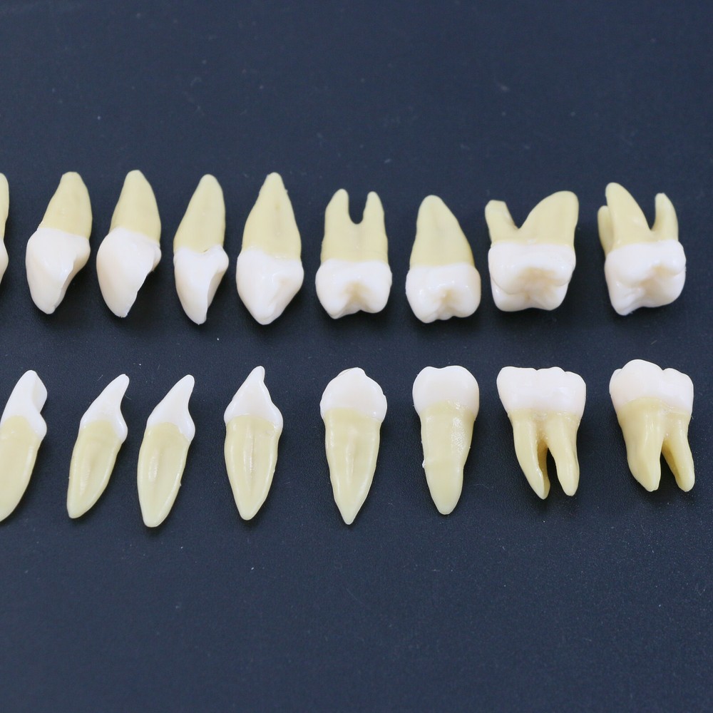 28 Pcs Dental 1:1 Permanent Teeth Demonstration Teach Study Model Tooth M7021