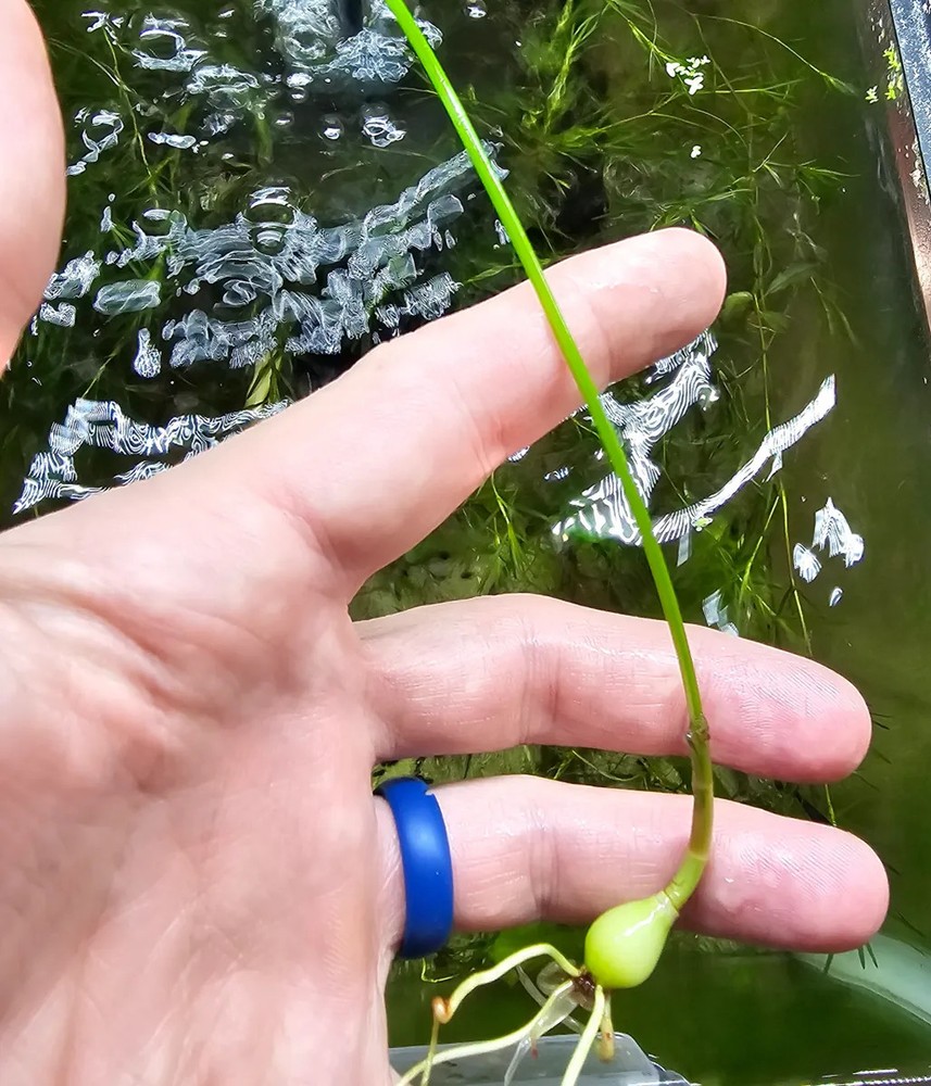 Dwarf Water Onion