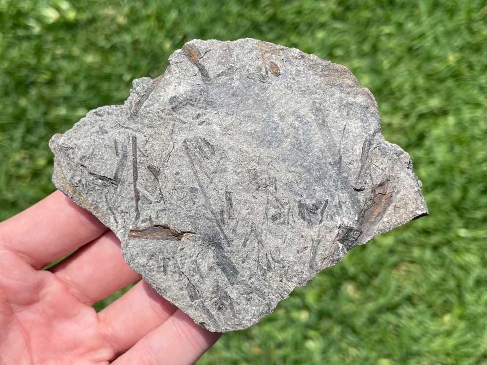 Pennsylvania Fossil Plants in Matrix Devonian Trilobite Age