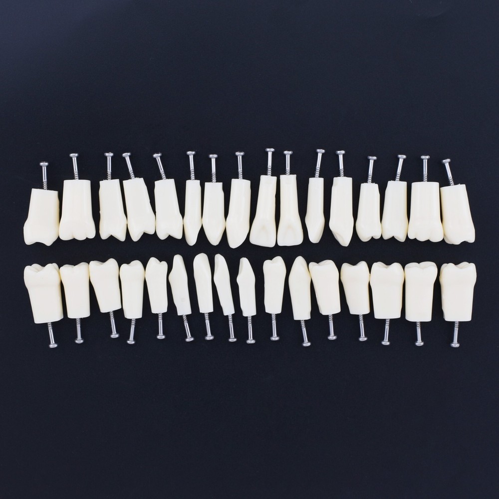 Kilgore Nissin 200 Type Dental Typodont 32PCS Teeth Replacement Training Model