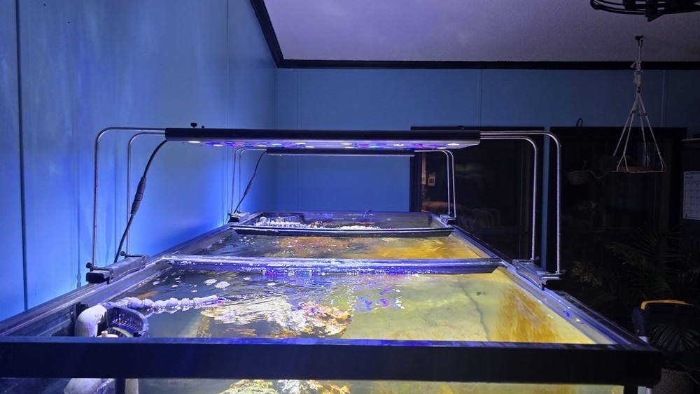 Reef Breeders 24 Photon V2 pro