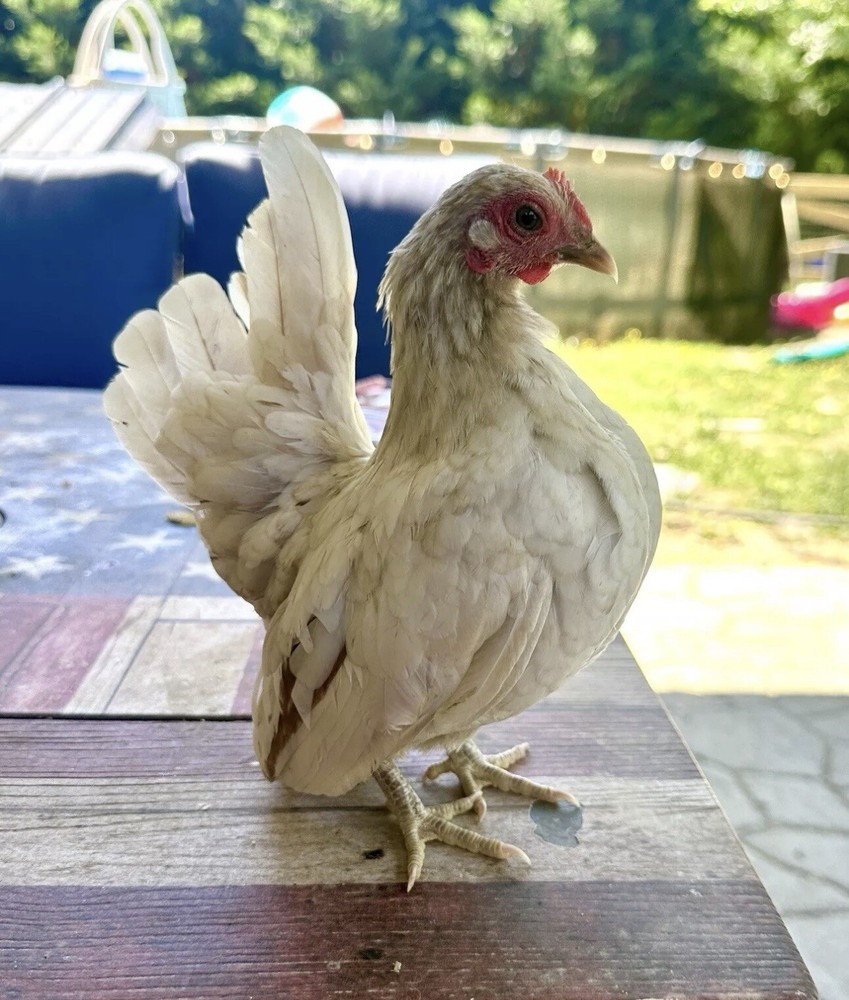 Serama Chicken Hatching Eggs 6+