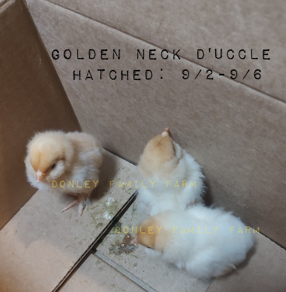 12 Bantam Assorted D'uccle & Easter Egger "Fun Pen" Hatching Eggs