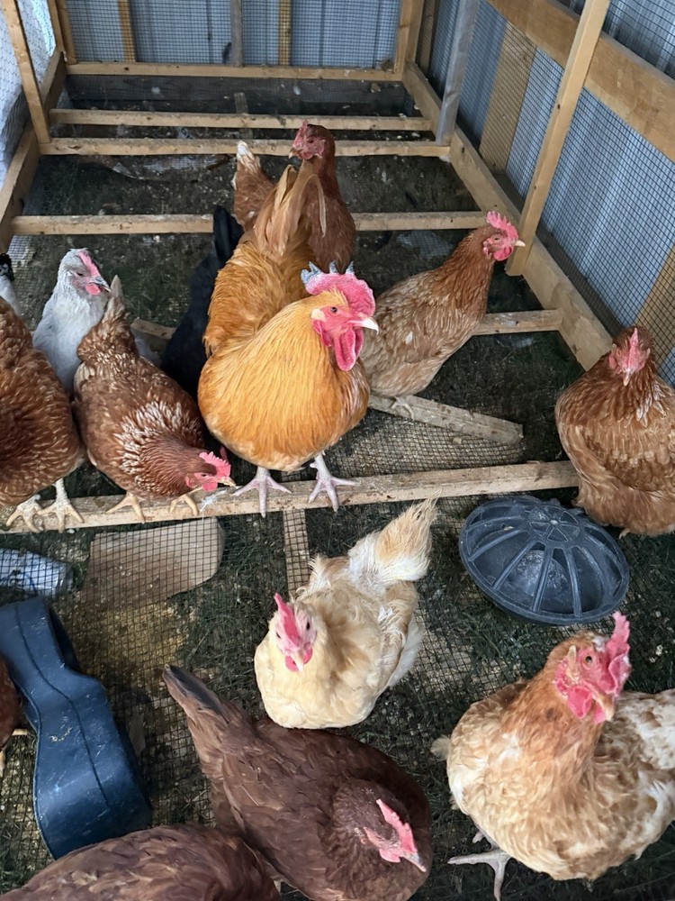 Chicken Hatching Eggs mixed breeds- 12+