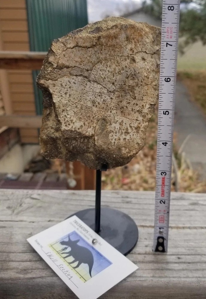 Nice Triceratops Skull Section Fossil Specimen Defined Cretaceous Hell Creek MT