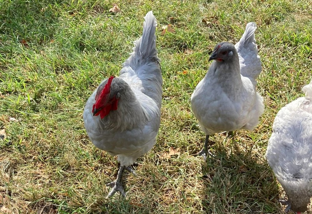 1 Dozen Lavender Orpington Hatching Eggs `