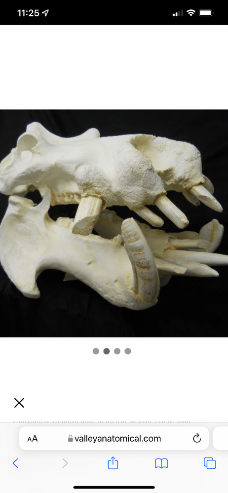 Hippopotamus Skull REPLICA