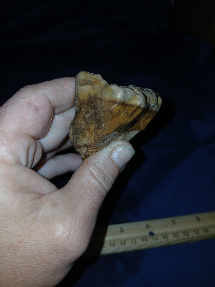 8 oz Texas Petrified Wood